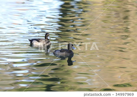 Kinkrochasshuro Kinkrochasshuro 34997969