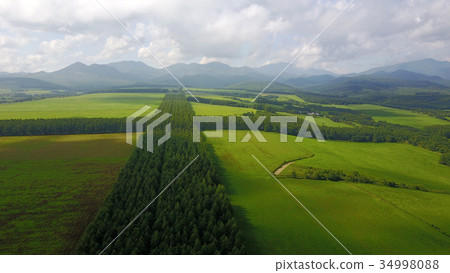 Nakashibetsu 2017, lattice windbreak forest -1 34998088