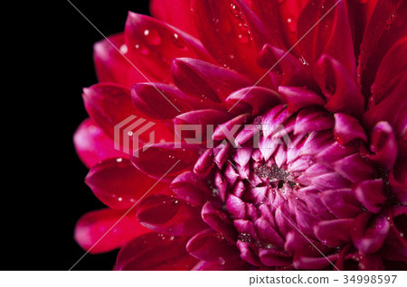 Fresh Red Dahlia Fermain flower, close-up Fresh Red Dahlia Fermain flower, close-up 34998597