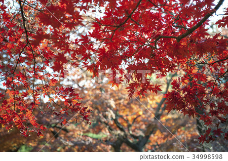 Autumn leaves of Japanese maple(Momiji) background Autumn leaves of Japanese maple(Momiji) background 34998598