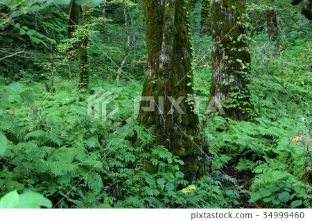 原生森林森林 34999460