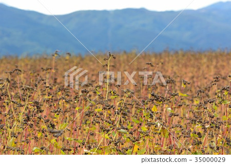 Buckwheat field with harvest 35000029