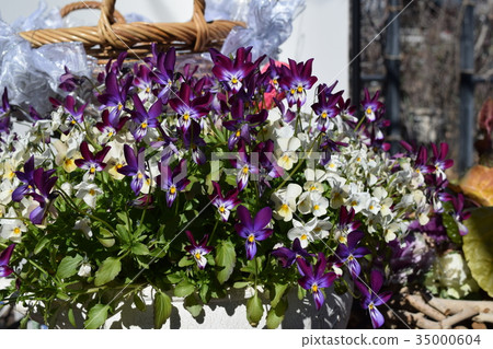 中提琴 中提琴 35000604