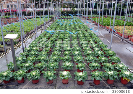 Flowering kale Flowering kale 35000618