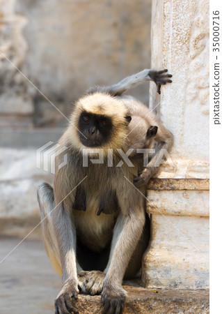 Mother of gray langur with small baby. India 35000716