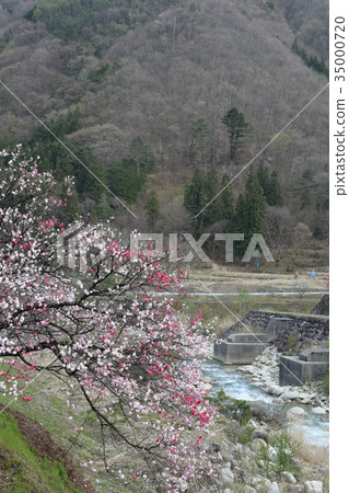 Flower peach Flower peach 35000720