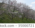 花桃 35000721