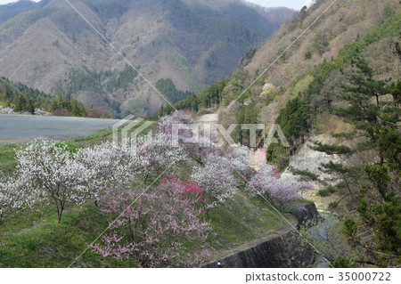 花桃 花桃 35000722