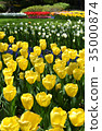 鬱金香 35000874