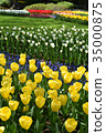 鬱金香 35000875