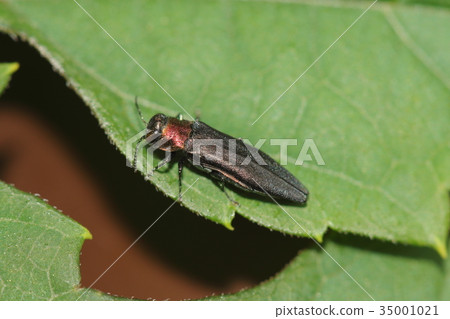 生物昆蟲因為胸部的內脊沿著側線向前延伸很長距離 生物昆蟲因為胸部的內脊沿著側線向前延伸很長距離 35001021