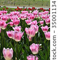 鬱金香 35001134