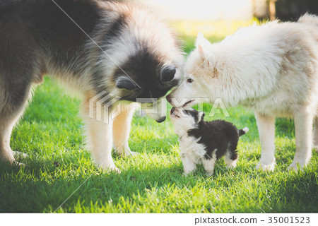 family of siberian husky dog playing on grass 35001523