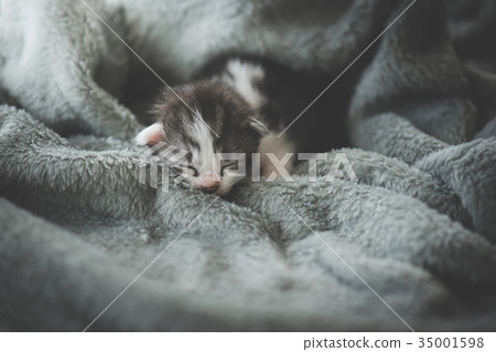 kitten sleeping under wool blanket kitten sleeping under wool blanket 35001598