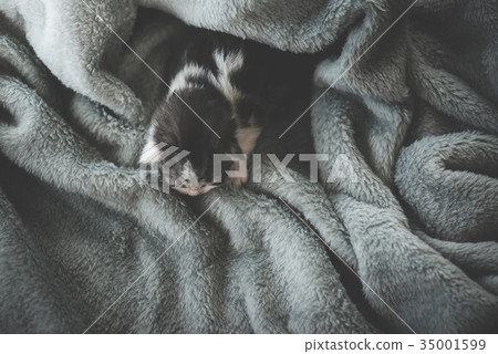kitten sleeping under wool blanket kitten sleeping under wool blanket 35001599