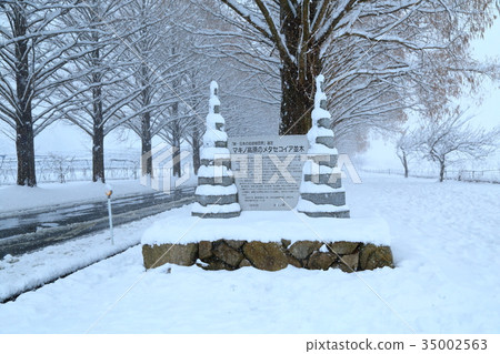 雪水杉Namiki 35002563