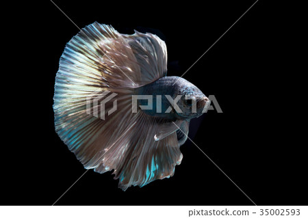 Green metallic betta fish, siamese fighting fish Green metallic betta fish, siamese fighting fish 35002593