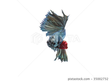 Green metallic betta fish, siamese fighting fish 35002732