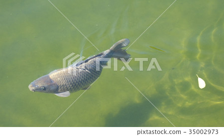 Grey carp swimming in clear pond water 35002973
