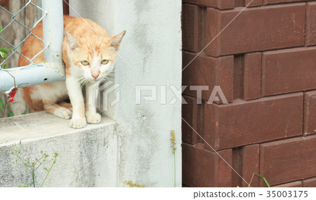 Cat stuck in a wall niches Cat stuck in a wall niches 35003175