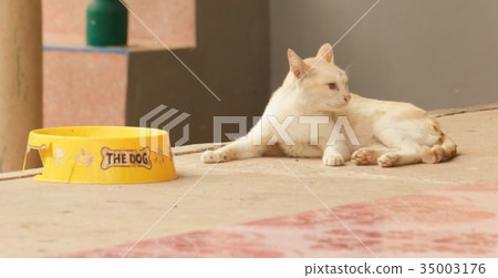 Cat loss of appetite Cat loss of appetite 35003176