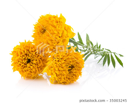 Marigold flowers on white background 35003245