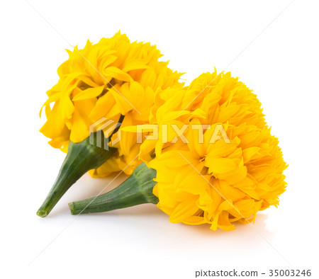 Marigold flowers on white background 35003246