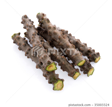 Tinospora Cordifolia isolated on white background 35003324