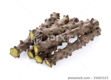 Tinospora Cordifolia isolated on white background Tinospora Cordifolia isolated on white background 35003325