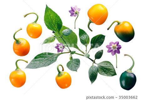 Rocoto Amarillo C. pubescens, paths 35003662