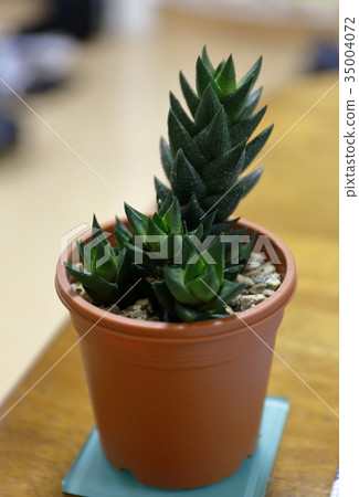 Haortia Resendeana Haortia Resendeana 35004072