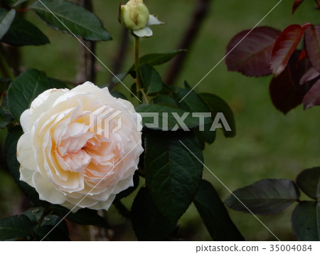 Autumn white rose 35004084