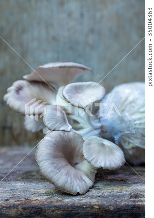 Oyster mushroom grow up in nursery bag on wooden b 35004363