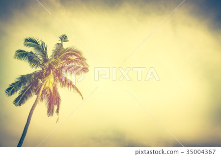Coconut palm tree under sunset sky in the evening. 35004367