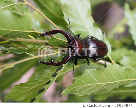 Saw toothbrush 35004974