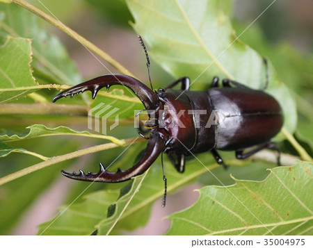 Saw toothbrush 35004975