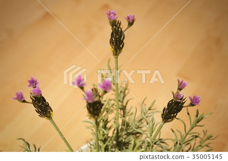 Bunch of Purple Artificial Lavender Flowers 35005145