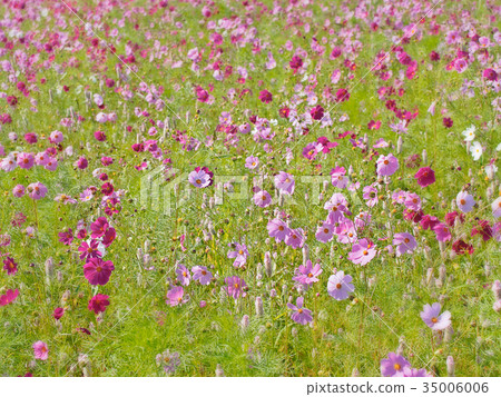 Cosmos field Cosmos field 35006006