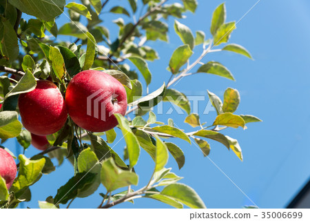 Fruitful autumn apple 35006699