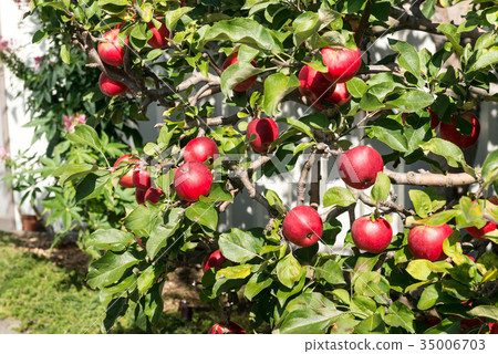 Fruitful autumn apple Fruitful autumn apple 35006703