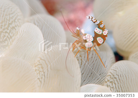 海葵魚 海葵魚 35007353