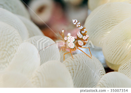 海葵魚 海葵魚 35007354