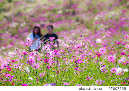 Cosmos field couple Cosmos field couple 35007366