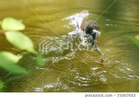 Water pond "Koi: Sakai" Prefectural forest star countryside 35007683