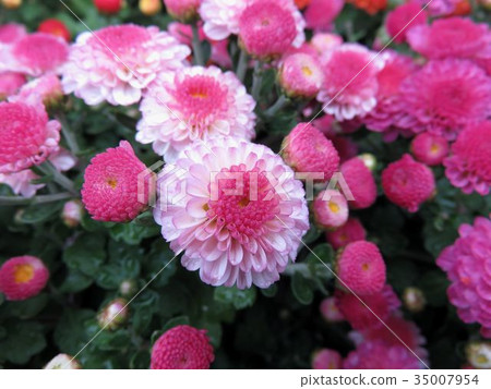 Garden mum Garden mum 35007954