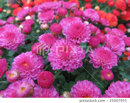 Garden mum 35007955