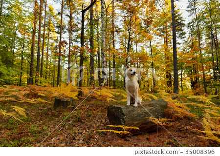 Funny Japanese Dog Akita Inu puppy, autumn forest Funny Japanese Dog Akita Inu puppy, autumn forest 35008396