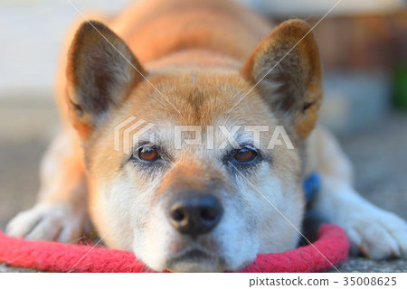 Dog Dog 35008625