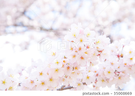 盛開的櫻花櫻花櫻花Somei Yoshino Somei Yoshino Someiyoshi複製空間字符空間 35008669