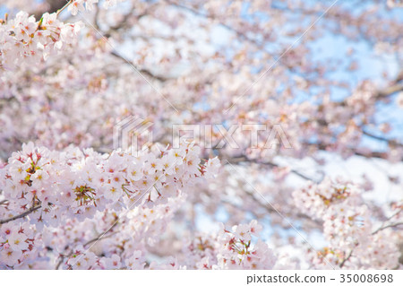 盛開的櫻花櫻花櫻花Somei Yoshino Somei Yoshino Someiyoshi複製空間字符空間 35008698